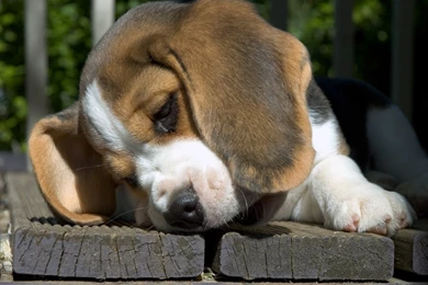 Wallpapers Pictures Photos: Beagle Funny Pictures