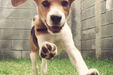 Beagle Wallpapers HD   Android Apps On Google Play