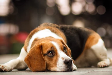 42 Beagle HD Wallpapers