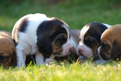 Beagle Wallpapers 7 By Enor14 On DeviantArt