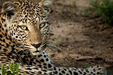 Leopard Superb Desktop Hd Wallpapers   Free Hd Wallpapers