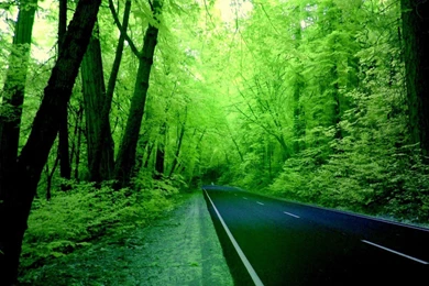 Green Nature HD Wallpaper With Fine Pic