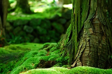 Nature Wallpapers Green