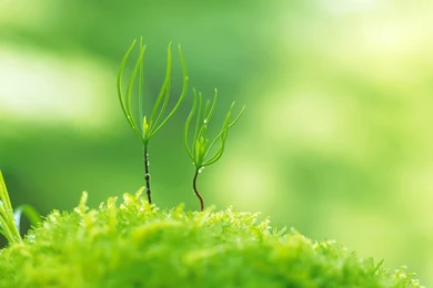 Green Nature Wallpapers