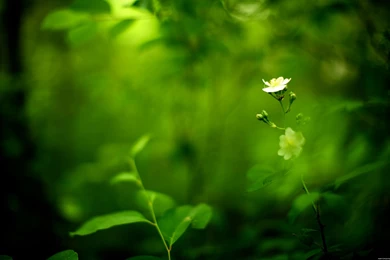 35 Amazing Green Nature Wallpapers   DezineGuide