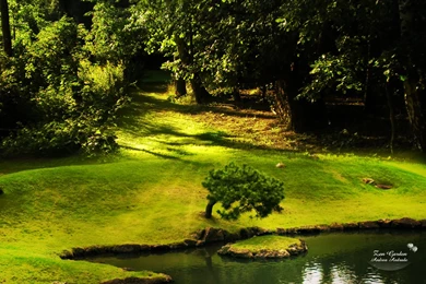 Green Nature Pictures