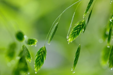 Free Download 32 Best HD Green Wallpapers Of 2015