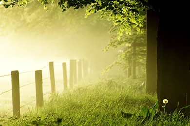 Green Nature In The Morning Wallpapers   HD Great Images