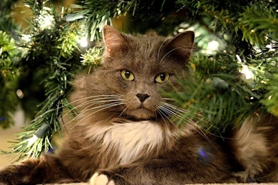 Cats: Cat Animal Brown Christmas Fur Craciun Lights Green Pisici ...