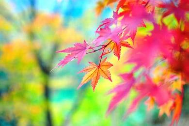 Colors Of Autumn Wallpapers