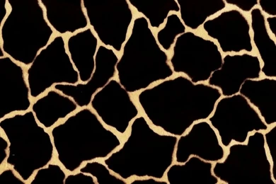 Giraffe Print Wallpapers   WeSharePics