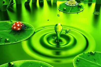 Ladybug HD Wallpapers