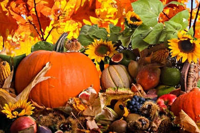 Fall Harvest Free Desktop Wallpapers