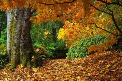 Free Thanksgiving And Autumn Desktop Wallpapers