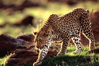 HD Animal Wallpapers