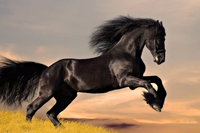 Download Single Black Horse Action Wallpapers Free By Udhao.net