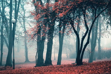 Download 1600x900 Cold Weather In The Park Wallpapers