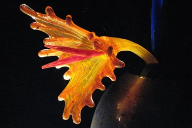 Beautiful And Adorable Dale Chihuly Wallpaper: Art By Free ...