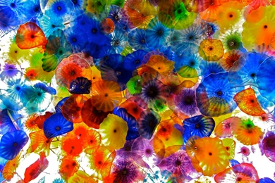 Photo Of The Day: Chihuly Ceiling