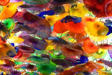 Chihuly Bellagio [With DVD]   QuickBooks Download