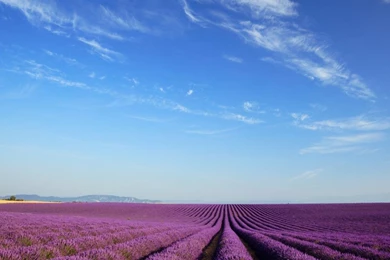 Oppo Find 5 Wallpapers   Android Apps & Games On Brothersoft.com