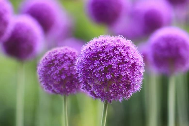 Oppo Find 7 Wallpapers And Lockscreens