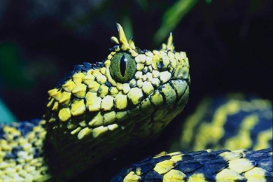 Cool Snake Wallpapers   Desktop Backgrounds