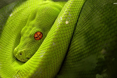 Snake Hd Wallpapers Hd