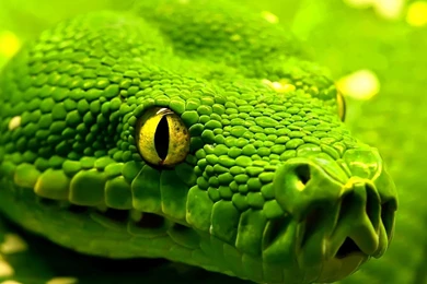 Snake Wallpapers   Wallpapers Cave