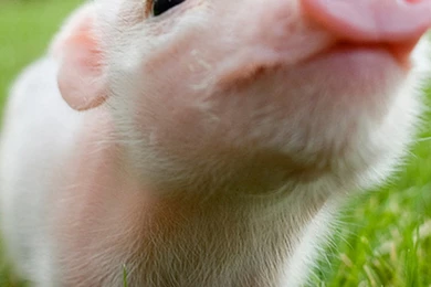 Cute Pig LG G2 Wallpapers, LG G2 Wallpapers, LG Wallpapers