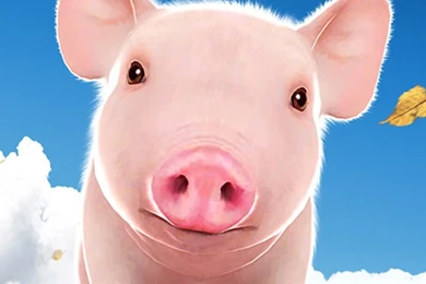 Cute Piggy Wallpapers HD Widescreen 2016 . Best High Resolution ...