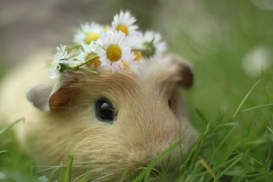 Cute Pig Wallpapers HD Free Download Of Guinea Pig