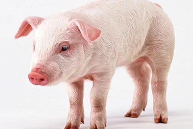 Pig Wallpapers   Pets Cute And Docile