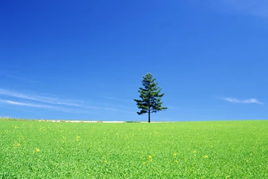 Lonely Tree Hd Wallpapers