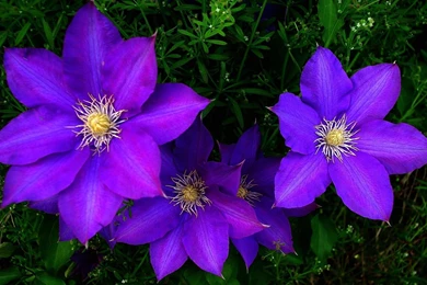 Download Clematis Flowers Bright Purple Green Wallpapers