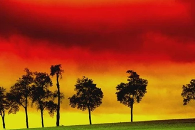 Reggae Wallpapers   (