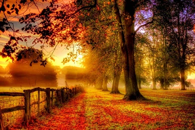 Free Fall Foliage Desktop Wallpapers