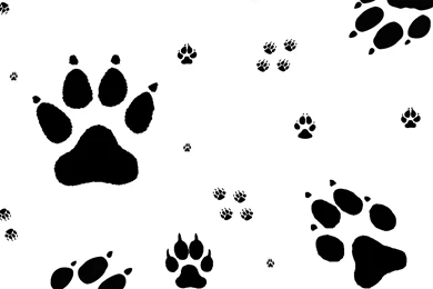 Wallpapers Prints   Wallpapers Zone