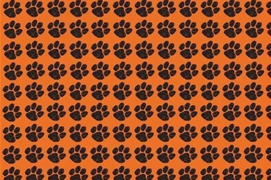 Prefect Ed Sheeran Paw Print Wallpapers