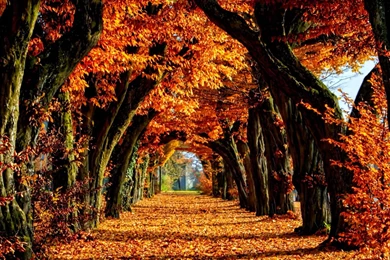 Fall Color Wallpapers   Wallpapers Cave