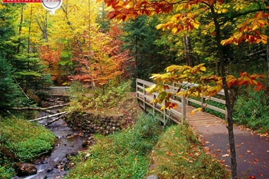 Fall Color Wallpapers   Wallpapers Cave