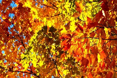 Fall Colors Wallpapers   Crazy Frankenstein