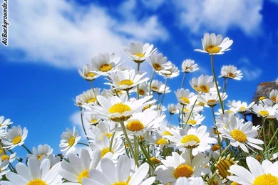 Daisy Backgrounds   Twitter & Myspace Backgrounds