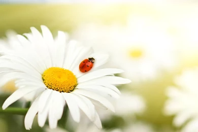 Daisy Wallpapers, Free Desktop Backgrounds   Wallpapers Path