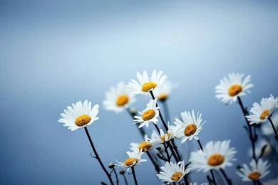 Daisy Backgrounds Quotes. QuotesGram