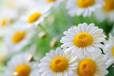 White daisies wide high resolution wallpaper.jpg