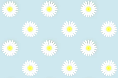 Daisy Backgrounds   Wallpapers Zone