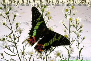 Friendship Day Wallpapers, Free.