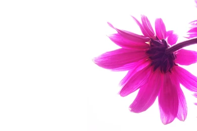 Pink Girly Wallpapers