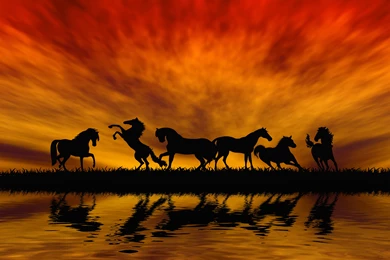 Horses_Background.jpg?m=1452521704